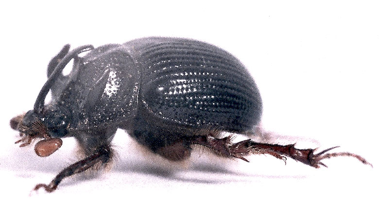 ODONTAEUS