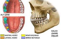 ODONTOLOJİ