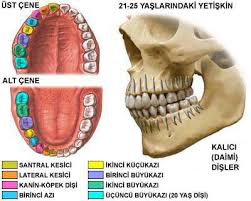 ODONTOLOJİ