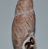 ODONTOSTOMUS