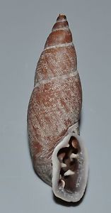 ODONTOSTOMUS