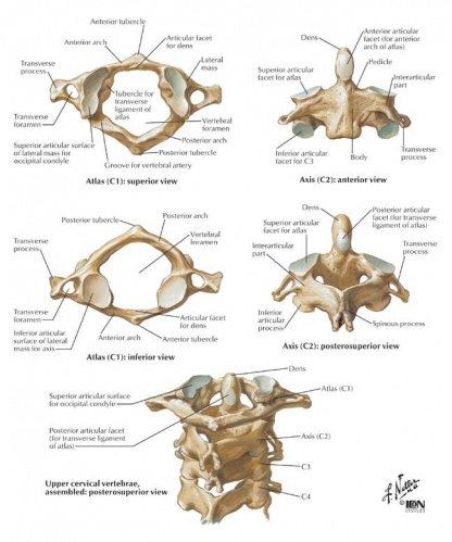 ODONTOY1T