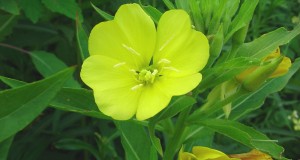 OENOTHERA