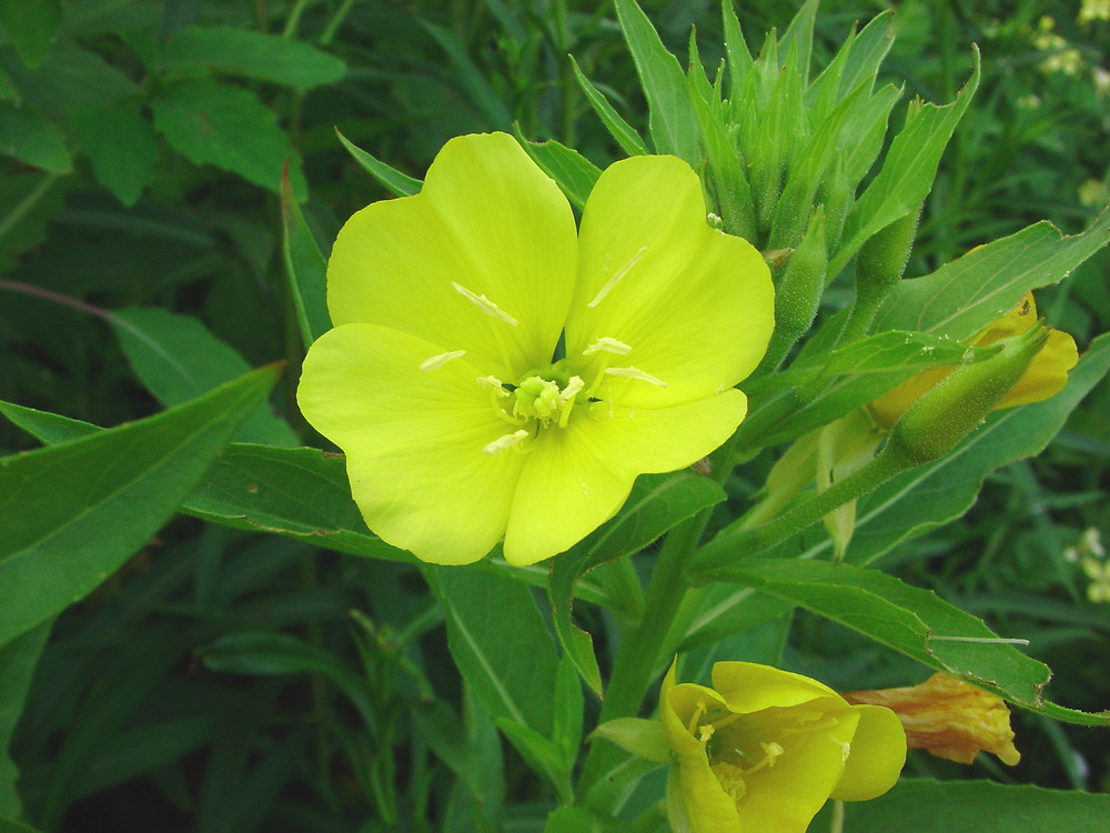 OENOTHERA