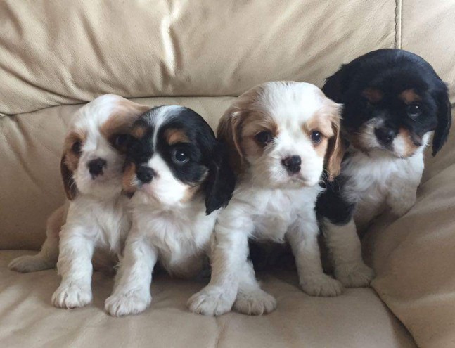 cavalier-king-charles-puppies-565032f321250