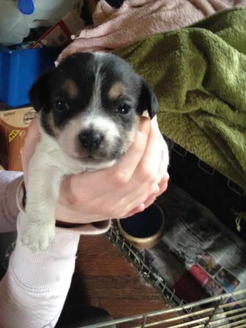 jack-russel-puppy-for-sale-56aca9ffaf86e