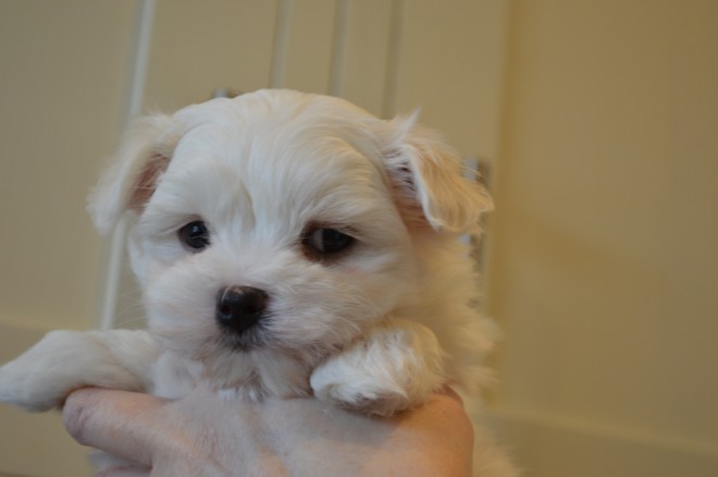 kc-reg-amazing-quality-maltese-pups-569a3702c5b24