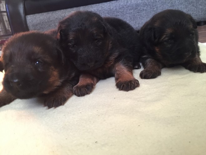 kc-registered-male-and-female-german-shepherd-pups-56b096d4b055e