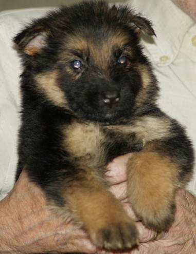 long-haired-german-shepherds-puppies-for-sale-56881a7dd0430