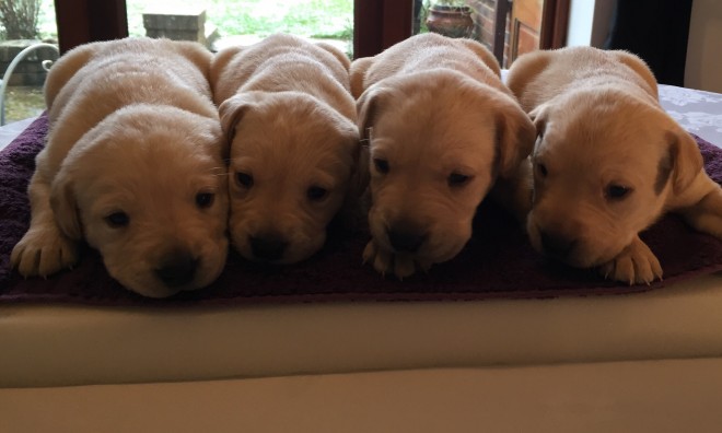 yellow-labrador-retriever-puppies-569c9762346be