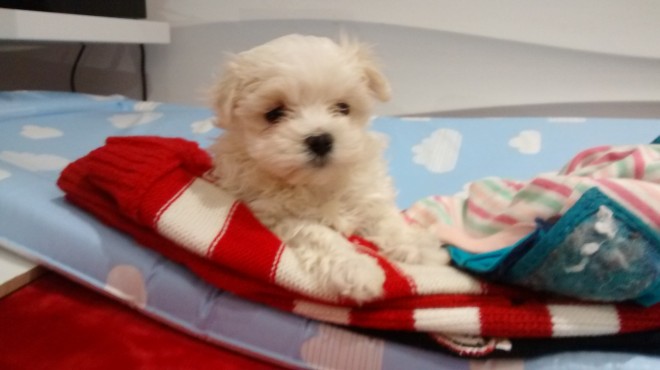 beautiful-kc-maltese-puppies-565c227be111b