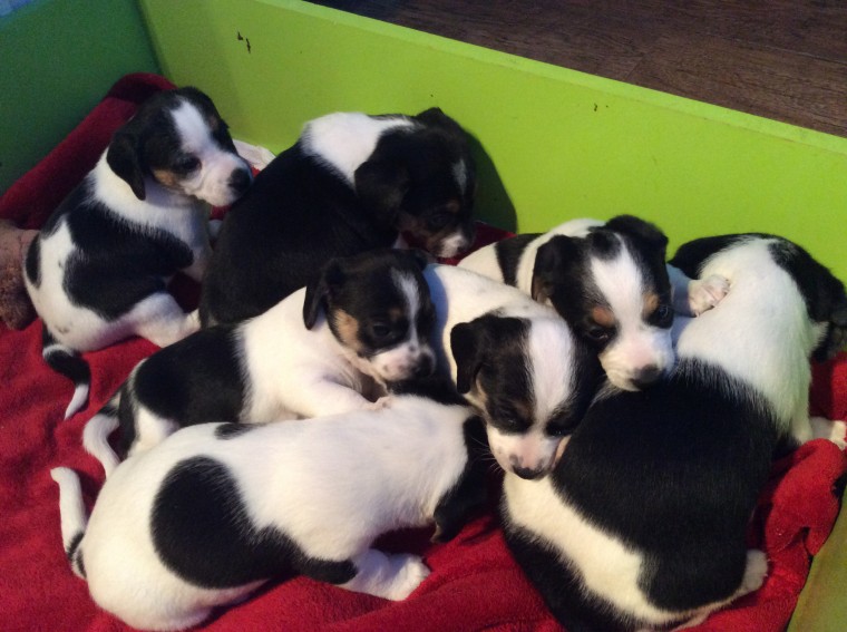 adorable-beagle-puppies-for-sale-56e499452ba1d