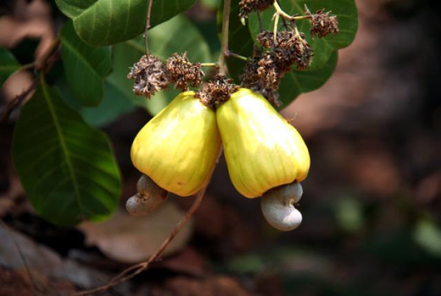 cashew_apples_with_nuts_1_5