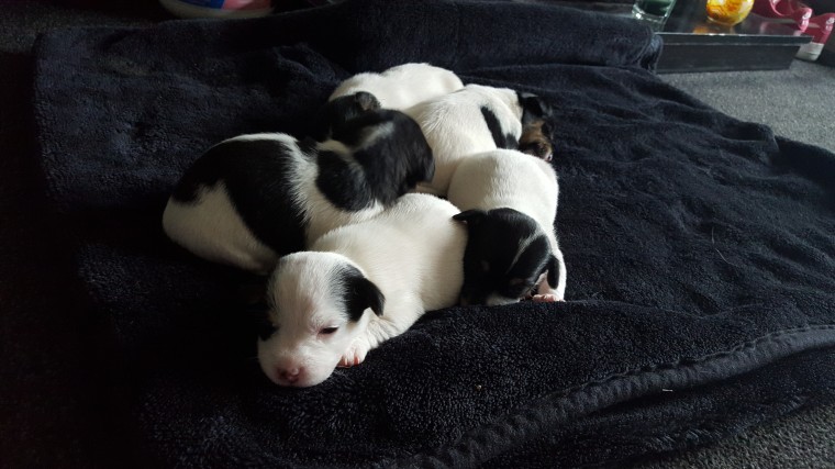 jack-russell-puppies-for-sale-56c9abd5eea4e