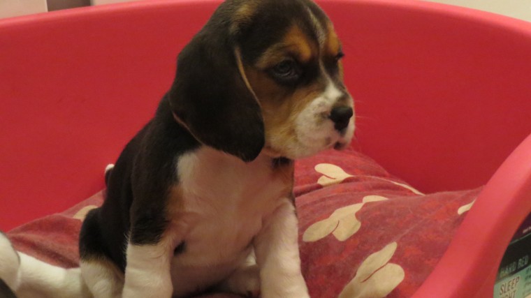 tri-coloured-pedigree-beagle-puppies-for-sale-56caef176ef4b