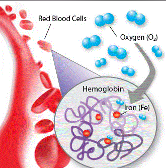 hemoglobin