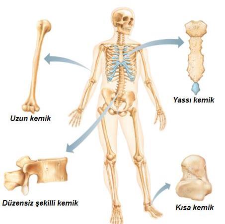 iskelet sistemi