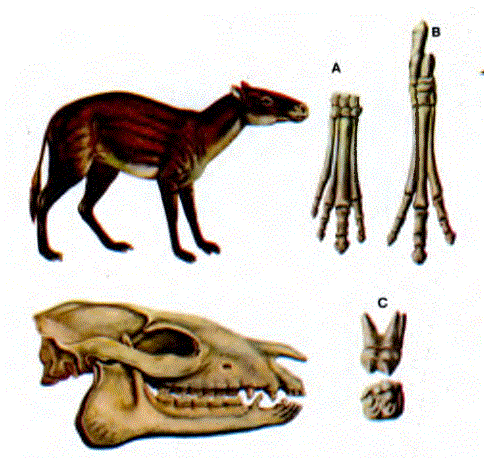 Eohippus hyracotherium, erken Eyosen Devri'nde ortaya çıkmıştır, ön ayaklarda (A) dörder, arka ayaklarda üç parmağı vardı (B); yanak dişleri (C) ot yemeye elverişliydi.