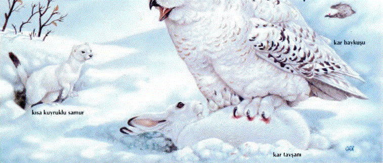 Kar yelvesi (Plectrophenax nivalis), nisanda Arktika'ya göç eder ve Crönlandlılar için baharın simgesidir. Doğanlar (Falco pereqrinus), dünyanın hemen her yerinde bulunur; küçük kuşları uçarken avlar; yerde tavşan ve fare görünce de hızla d,alış yaparlar. Karibu (Rangifer tarandus arcticus), Arktika çevresindeki tundralarda yaşayan Kanada rengeyiğidir. Her yıl, Hudson körfezinin batısında çayırlıklara, Barren Toprağı'ha doğru göç eder. Deneyimli bir "önder"in öncülüğünde karibuları izleyen kurtlar (Canis lupus), sürünün güçsüz, hasta ve sakat olanlarını avlayıp yerler. Misköküzü (Ovibos moschetus), bütün öbür hayvanlar kış uykusuna yattığında ya da güneye göçettiğinde Arktika kışının sert tundralarına dayanabilir. Bunda en büyük etken, kalın ve uzun tüylü postudur. Eski Dünya ve Yeni Dünya'hm Arktika yakınındaki tundralarında yetişen obur (Guloigulo), aşağı yukarı bütün hayvanlara saldırıp parçalayan acımasız ve korkusuz bir hayvan olduğundan, Eskimolar, Laponlar ve Moğollar tarafından Şeytan'ın cisim leşmiş biçimi sayılır. Resimde Kar baykuşu (Nyctea scandica), kar tavşanını (Lepus americanus) yakalamış, kısa kuyruklu samur (M!ustela nivalis)da onu izlerken gösterilmiştir. Kar baykuşu, kar tavşanı ve kısa kuyruklu samurun postları kış boyunca beyazdır; yaz mevsiminde kahverengiye dönüşür.