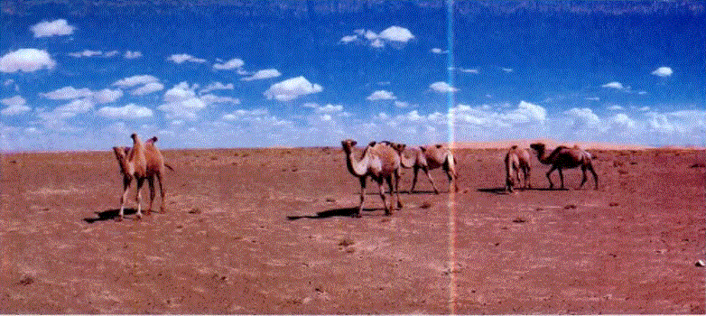 Çin'in ve Moğolistan'ın Gobi çölünde, çift hörgüçlü develer başlıca ulaşım araçlarıdır. 1 295 000 km2 büyüklüğünde olan Gobi Çölü, dünyanın kuzey ucundaki en soğuk çöldür.