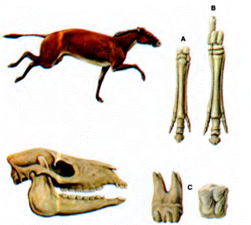 Oligosene atı Mesohippus'ı/n hem ön (A) hem de arka (B) ayaklarında üçer parmağı vardı. Yanak dişleri Eohippus'unkilere benzemekle birlikte ormanda otlayacak biçimde gelişmişti.