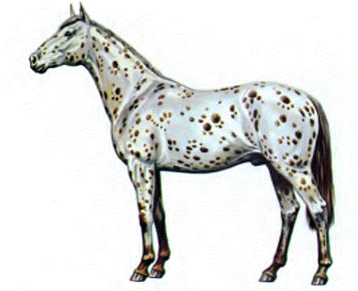 Appaloosa at ırkı, Nez Percé Kızılderilileri tarafından, AB D'nin kuzeybatı kesimindeki Palouse ırmağı kıyılarında yetiştirilmiştir. Benekleriyle ve toynaklarındaki çizgilerle tanınır. Günümüzden 5 000 yıl önceden kalma Çin resimlerinde Appaloosa'ya benzeyen atlar canlandırılmış olması ilgi çekicidir.