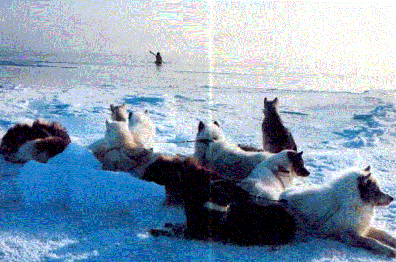 Köpekleri kıyıda beklerken kanoyla fok avlayan bir Eskimo. ¡Eskimolar, kendilerine, Algonquin Kızılderilileri dilinde "Çiğ et yiyen" anlamında Eskimo yerine, "İnuit" denilmesini yeğlerler