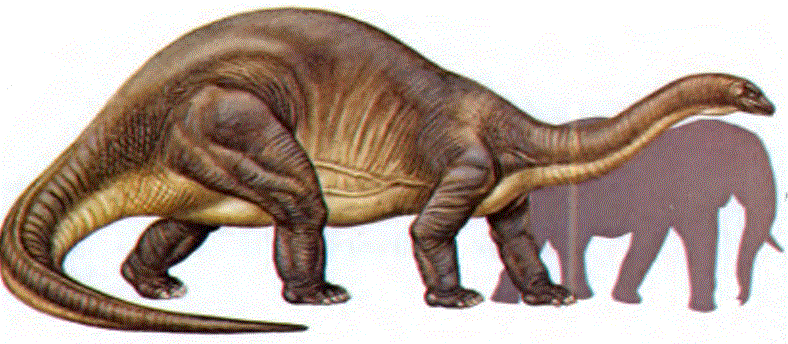 Jura çağının sonunda yaşayan otcul bir dinazor olan Apatosaurus yeryüzünde yaşamış hayvanların en büyüklerinden biriydi;ağırlığı 32 tonu bulabiliyordu.