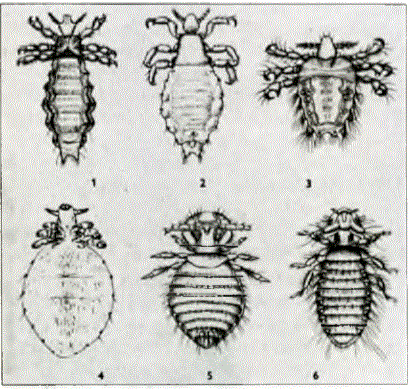 Bazı bit türleri 1- Baş biti (2 mm), 2- Çamaşır biti (3 mm), 3- Keçe biti (1-1,5 mm), 4- Köpek biti (2 mm), 5- Köpek kılı biti (1,5 mm), 6- Konç biti (2 m m ).