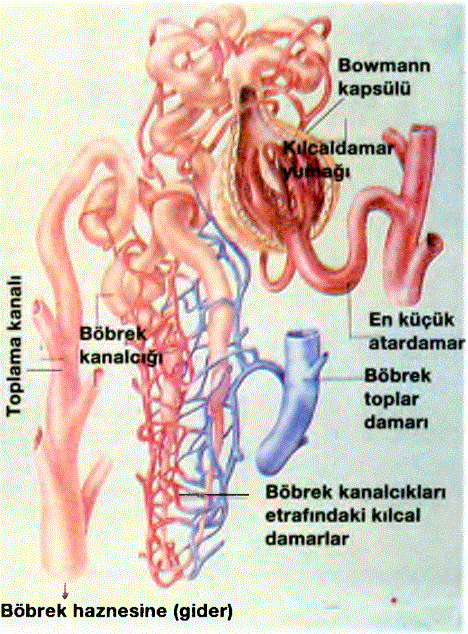 BOWMANN KAPSÜLÜ: Bowmann kapsülünde bir kılcal damar yumağı (Glomerül) bulunur. Bu kapsül su geçirmez olup, kandan süzülen sıvıyı ve onun içinde çözeltilen maddeleri böbrek kanalcıkları (Tubulus) ile toplama kanalına iletir