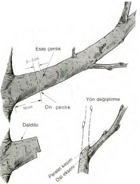 Ağaç budama tekniği