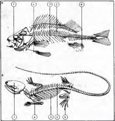 Balık (A) ve kertenkele (B) hemen hemen aynı iskelet yapısına sâhiptir.