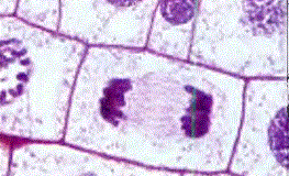 Benekli soğanın kök kesitindeki hücre bölünmelerinin ışık mikroskobu altında görünüşü