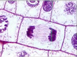 Benekli soğanın kök kesitindeki hücre bölünmelerinin ışık mikroskobu altında görünüşü