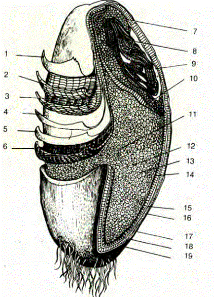 Bir buğday tanesinin kesiti.1- Üst kabuk 2- Meyve dış kabuğu 3- Meyve iç kabuğu 4- Tohum dış kabuğu 5- Tohum iç kabuğu 6- Aleuron tabakası 7- Embiriyon 8- Embiriyon kökü 9- Embiriyoncukların muhafaza dolgusu. 10- Tabakacıklar 11- Protein kısmı 12- Karbonhidrat kısmı 13- Selüloz kısmı 14- Yumurta akı ve yağdan ibaret vitamin tabakası. 15- Tohum iç kabuğu 16- Tohum dış kabuğu 17- Meyve iç kabuğu 18- Meyve dış kabuğu 19- Üst kabuk.