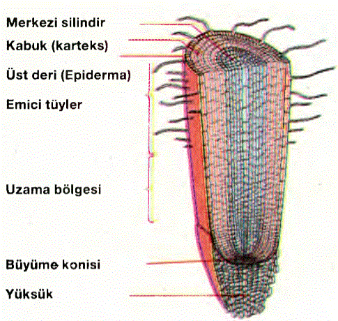 Kökün emici tüyler bölgesinden dikine kesiti.