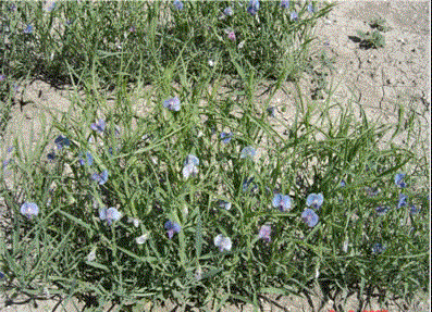 MÜRDÜMÜK (Lathyrus sativus)