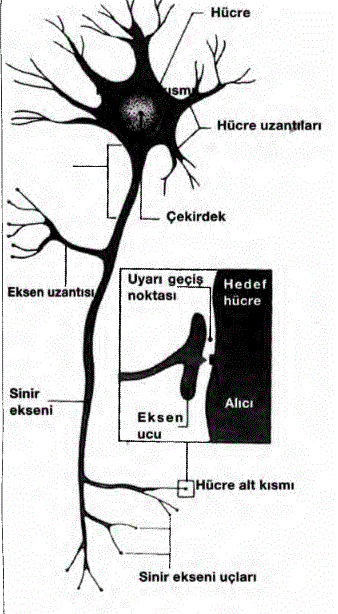 Nöron (Sinir hücresi)