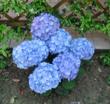 ORTANCA (Hydrangea)