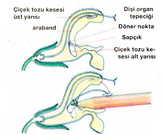 Yapışkan madde ihtiva eden bir çiçekte tozlaşma mekanizması.