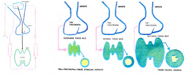 Üst: Tiroksin salgının denetlenmesi (sol). Tirotropin hormonunun tiroit bezine etkisi (sağ) Sol: Tiroit bezinin mikroskobik yapısı. Yuvarlak foliküller ve içlerindeki kırmızı renkli kolloid maddesi görülmektedir.