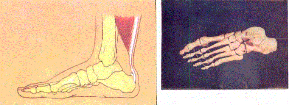 Sol üst: Normal bir ayak iskeletinin iç yadan görünümünün çizimi. Sağ üst: Ayak iskeleti. Sol orta: Diz eklemi ve diz kapağı. Sol alt: Diz kapağı kemiği. Sağ alt: Diz ekleminin iç görünümü.