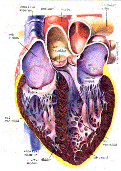Kalp odacıkları ve kapakçıkları