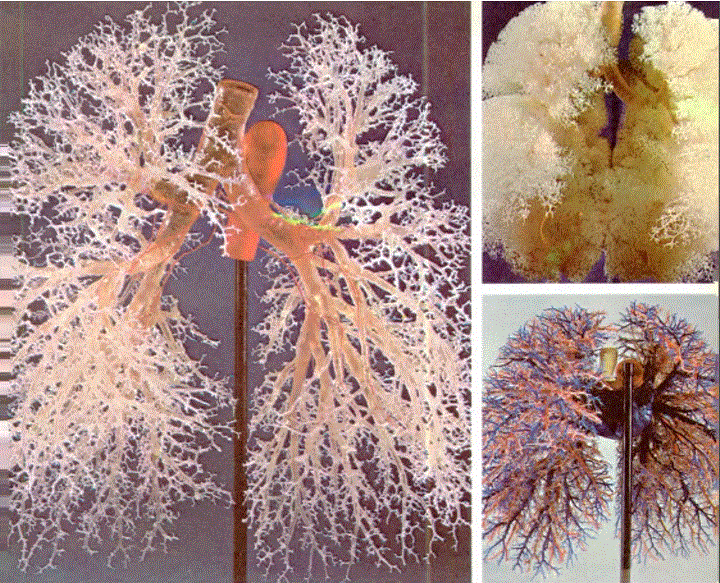 A kciğer içindeki bronş ağacı; dallara ayrılarak, incelen ve sa y ıca a rtan bronş ağacı, akciğer alevollerine giren bir kanallar ve geçitler ağıdır
