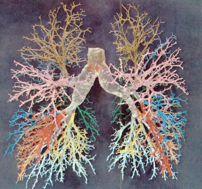 Akciğer bronşlarının dağılımı