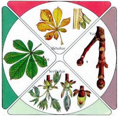  Ilıman bölgelerdeki yapraklarını döken ağaçlar, geniş ölçüde sıcaklığa ve günün uzunluğuna bağlı yıllık bir büyüme çevrimi geçirirler. İlkbaharda tomurcuklardan yapraklar çıkar ve ışılbireşim başlar; sürgünler uzar. Tomurcuk pulları bir dizi iz bırakarak düşer. Bol güneşli yaz boyunca yapraklar ışılbireşimi sürdürürler. Sonbaharda klorofil azalması ve daha başka bazı boyarmaddelehn varlığı, yapraklarda renk değişmesine yol açar (1). Yaprak tabanında bir absisyon bölgesi oluşur (2) ve yaprağın düşmesine neden olur. Tomurcuklar, bir ölçüde oluşmuş yaprakları kış uykusu boyunca korurlar. Resimde bir kış sürgününde yeni oluşan uç tomurcuklar (3), yan tomurcuklar (4),yaprak düşme izi■ (5), çiçek düşme izi (6), ve bir önceki yılın uç tomurcuğunun tomurcuk pulu düşme