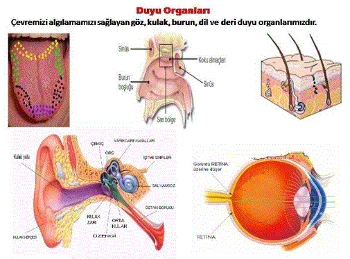 duyu-organlari