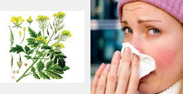 grip-ve-romatizma-tibbi-bitkisel-cozum