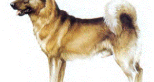Güçlü bekçi köpeği akita, Japonya'da lahitler üstünde kabartmalarına rastlanan küçük bir Japon köpeği ırkından türetilmiştir.