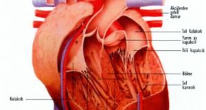 Kalbin ön yüzü, gördüğünüz bu temsili resimde giren ve çıkan damarlar ağı gösterilmektedir. Kalp, kandaki oksijen miktarının % 75’ini harcamaktadır. Kalan % 2 5 ’ini ise bütün vücud harcar. Bu sebeble teneffüs ettiğimiz havada oksijen miktarı düşer veya akciğerler arızalanırsa en evvel bundan etkilenecek olan vücut parçası kalptir. Kalb kaslarını besleyene koroner damarlara yetersiz oksijen geldiği takdirde pompalama gücü düşecek, dolayı- siyle beyne ve vücuda gereken miktarda temiz kan pompalanamayacaktır. Kalbten sonra yetersiz oksijenden etkilenen organımız beyindir.